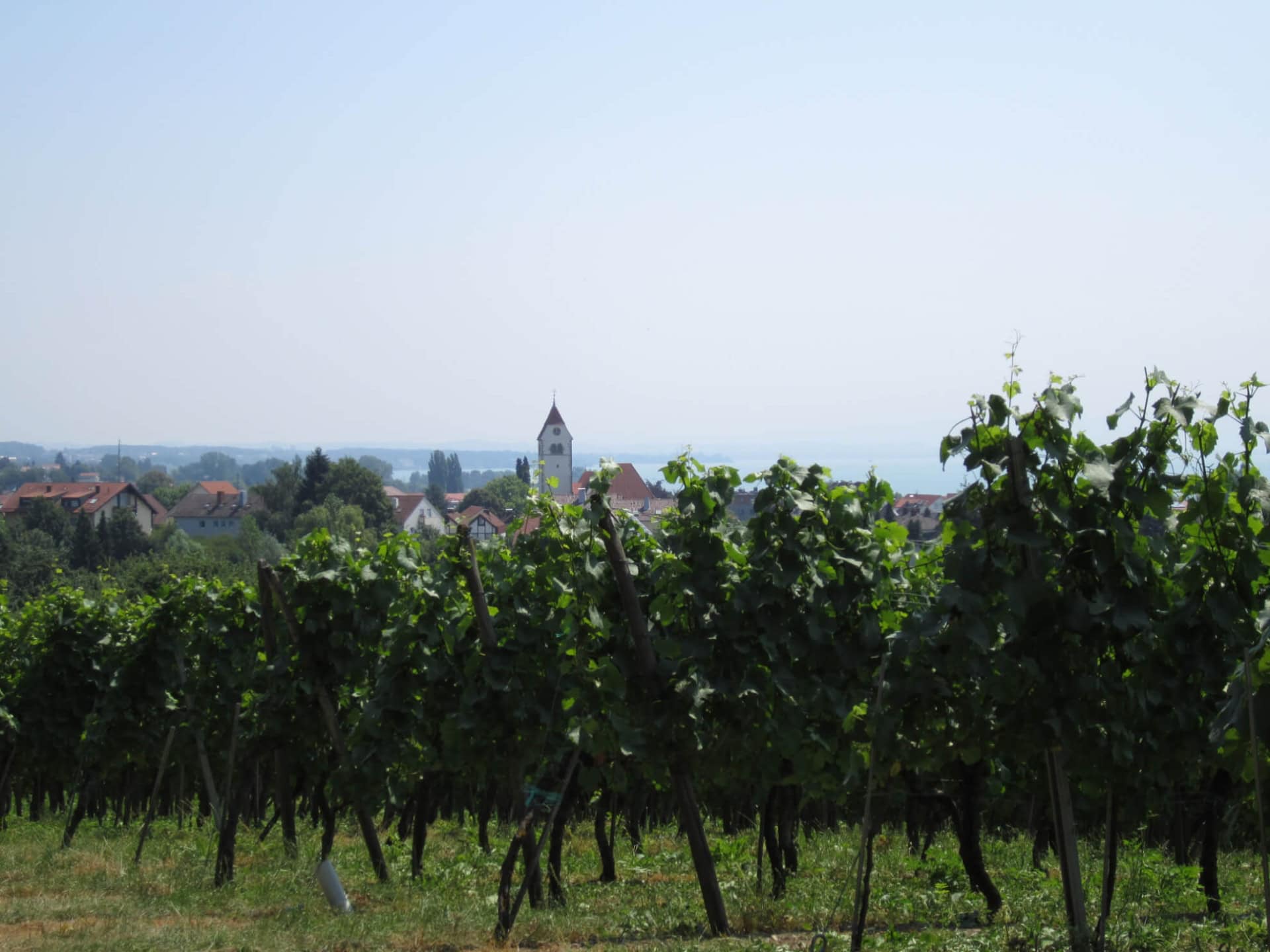 Weinberg am Bodensee