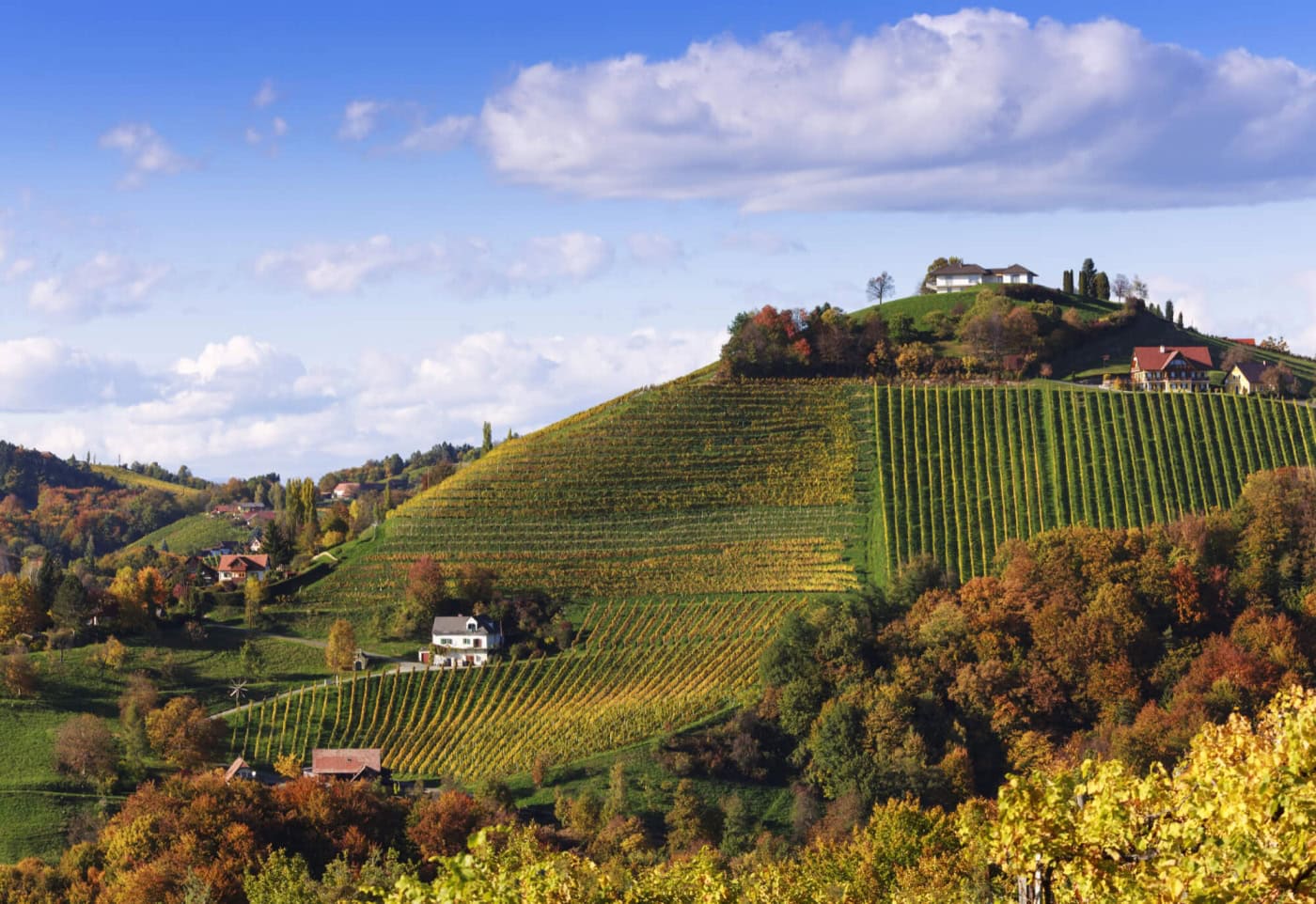 Weinberg Steiermark