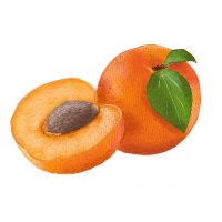 Aprikose