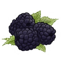 Brombeere