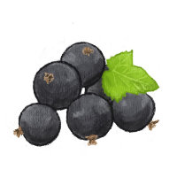 Schwarze Johannisbeere