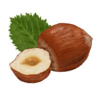Haselnuss