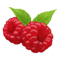 Himbeere