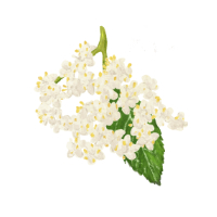 Honderblüten