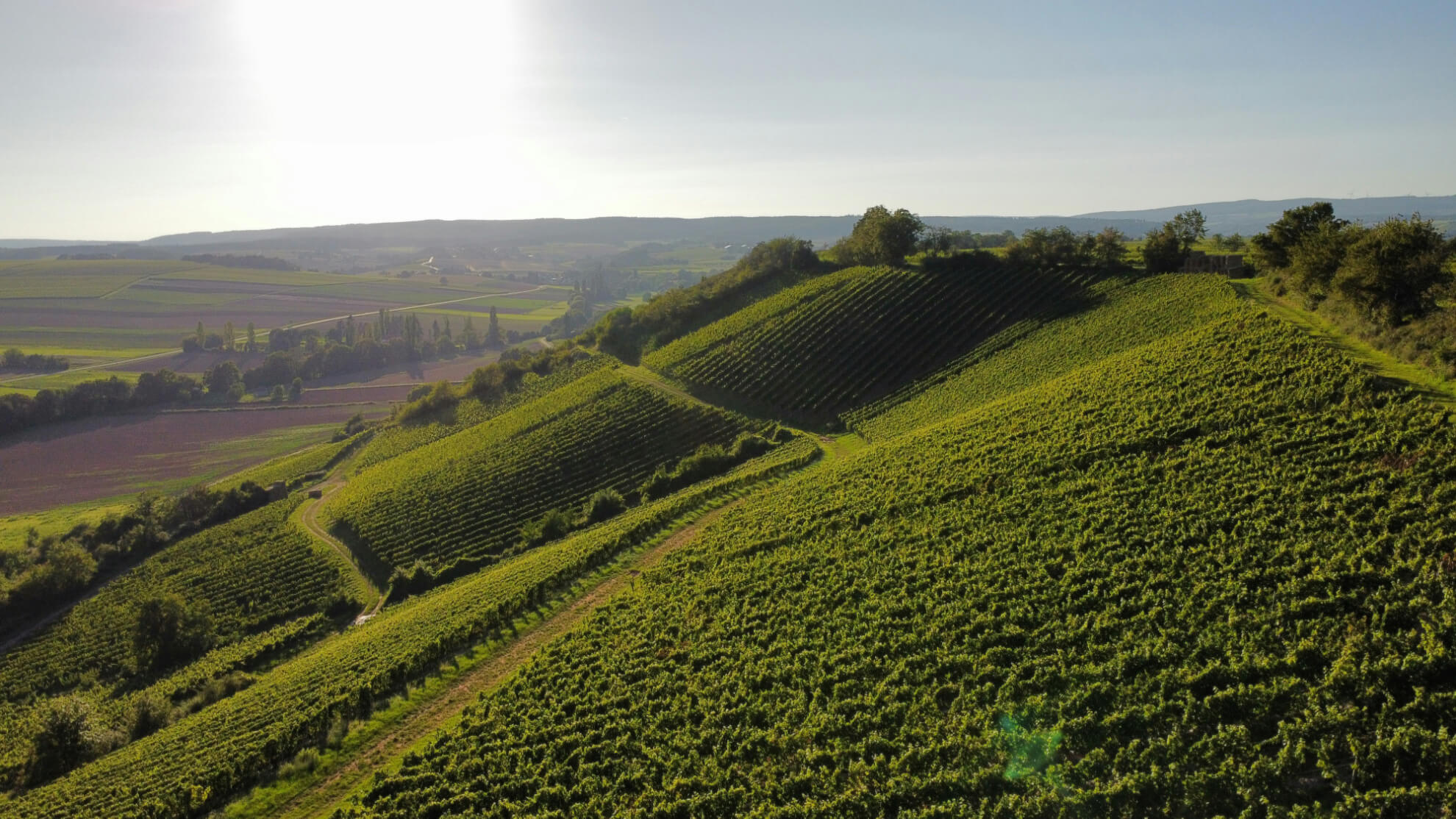 Weinberge bei Roxheim