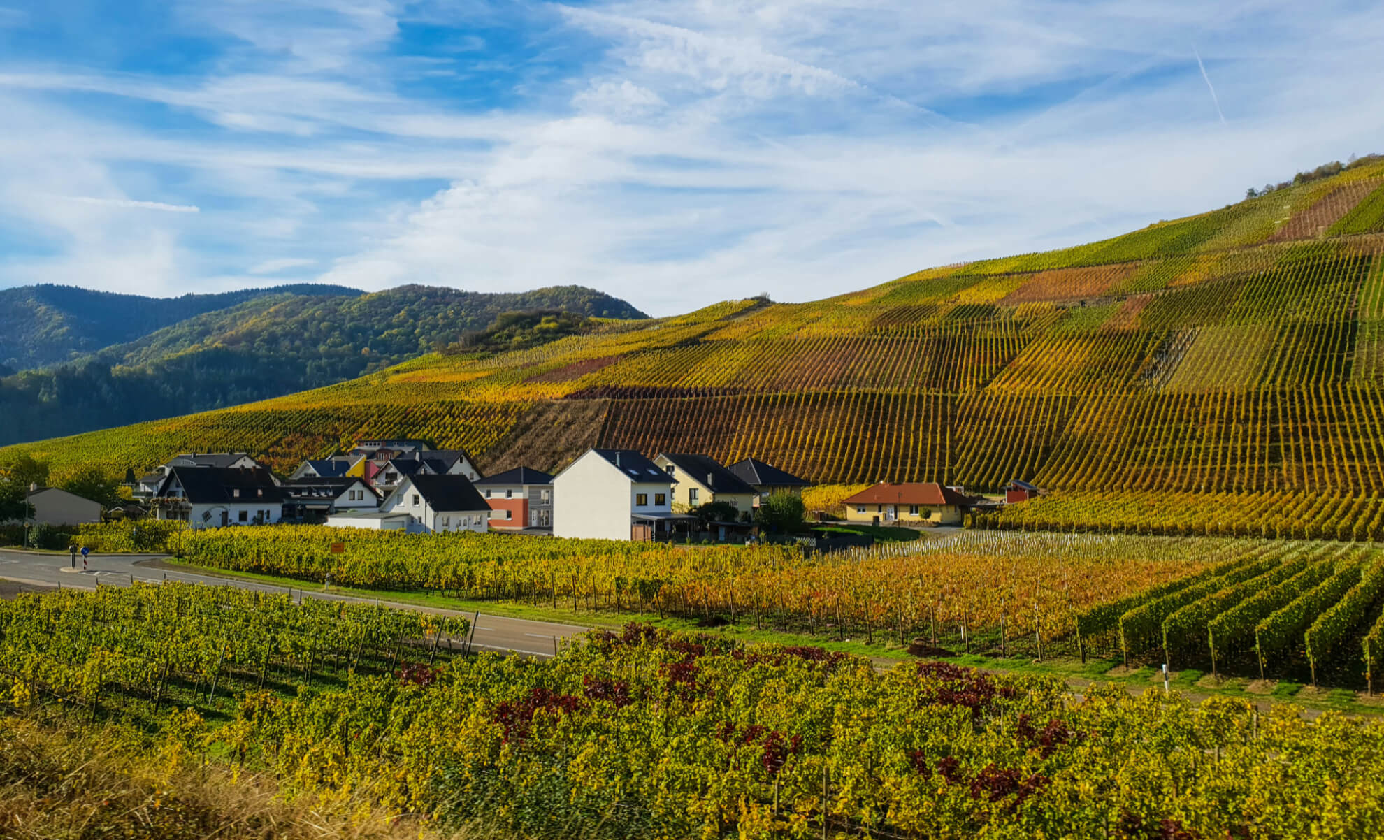 Weinberg bei Ahrweiler