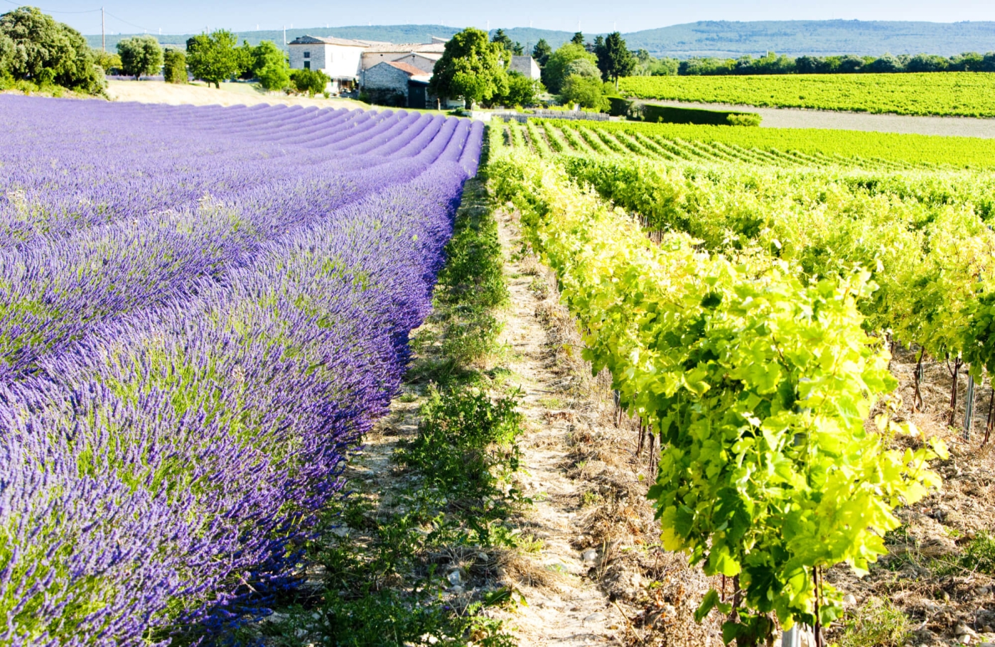 Provence Weinberg