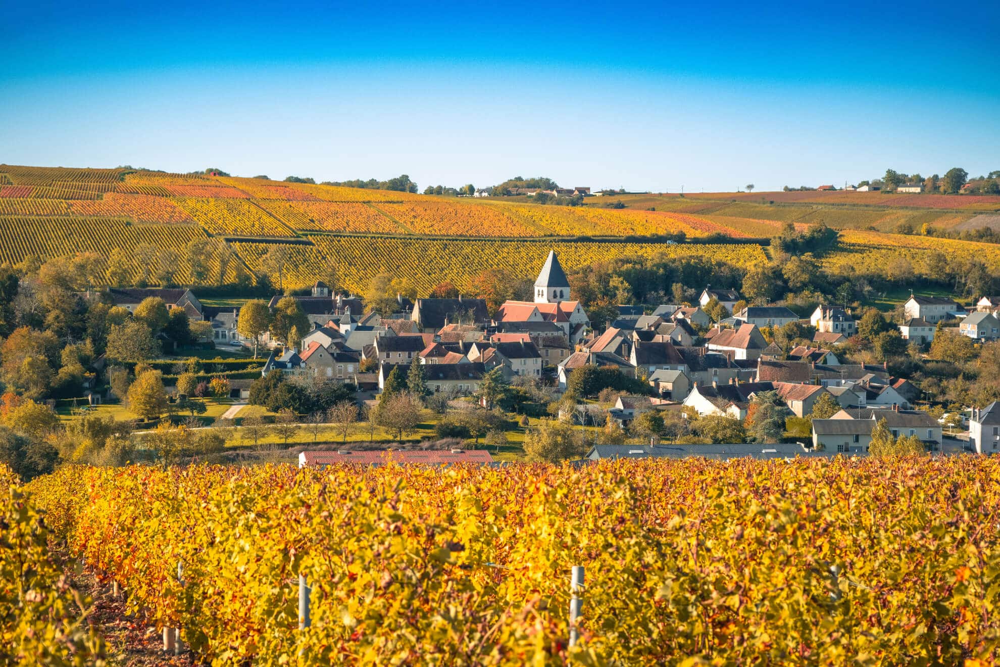 Weinberge an der Loire