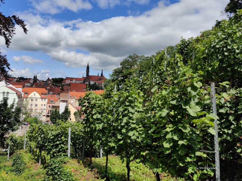 Weinberg in Meißen