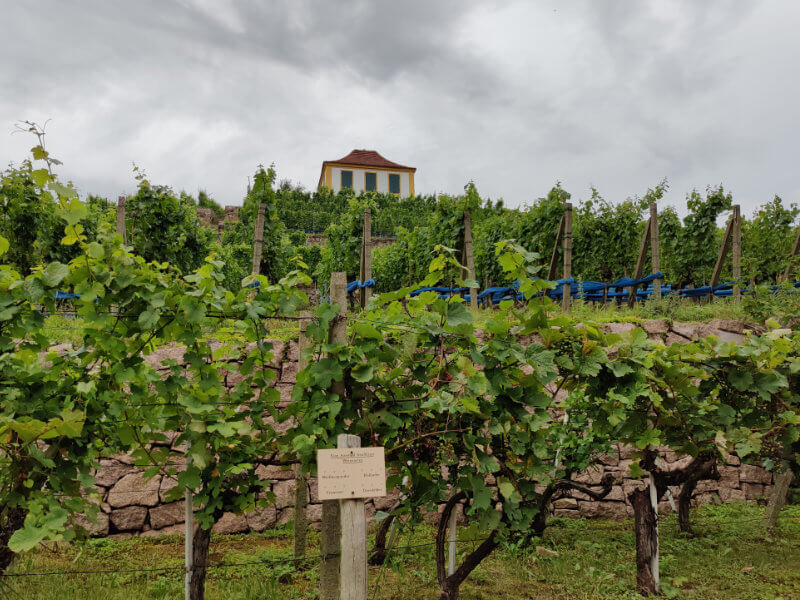 Weinberg bei Seußlitz