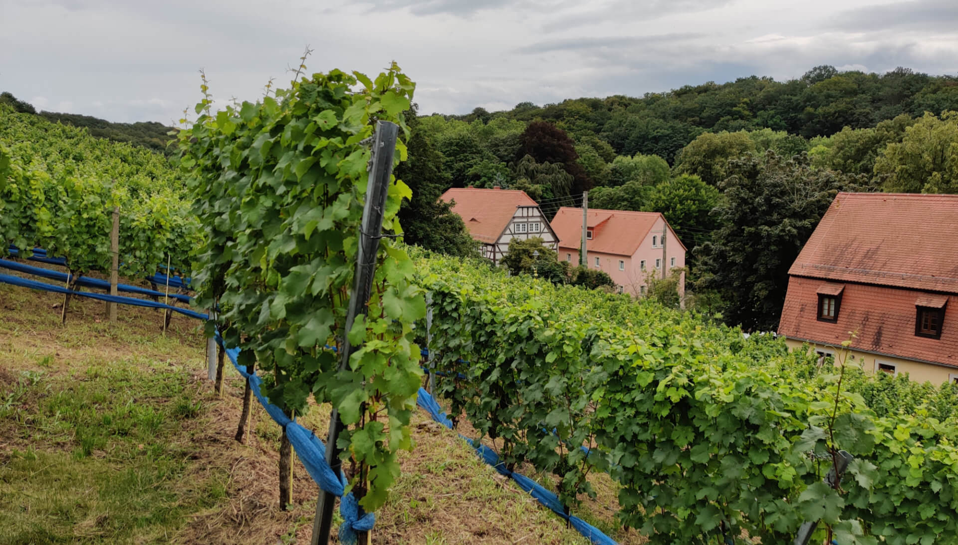 Weinberg bei Seußlitz